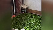浙江丽水两景区厕所便池旁铺满茶叶，当地回应：系村民在厕所晾茶