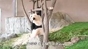 熊猫上树演杂耍，隔壁同伴看傻了：传授一下绝招呗？