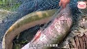 小哥一网捕抓三条巨物，谁知大鱼成精竟然装死，最后被它成功逃脱