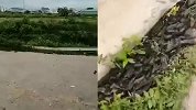鱼群跳上岸满地爬 官方：因为天气炎热水质差 排除震前宏观异常