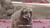 过境大货车仅载几只鸡？原来有46只雕鸮幼鸟暗藏隐蔽箱内，驾驶人被控制