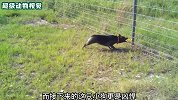 狗子对着电网撒尿，结果被电落荒而逃，这下知道随地大小便的危险了吧