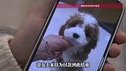 武汉一女子网购宠物陷“连环套”，3次加价到手却“货不对板”，消费者质疑买到“AI狗”