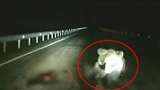 司机深夜高速上开车前方突然扑来巨大黑影 吓得瞬间屏住呼吸