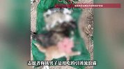 一小区男子虐杀多只流浪猫，志愿者：用食物勾引猫后就虐杀