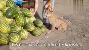 西瓜对梅西的诱惑有多大？守着就不肯走了，看完笑出眼泪