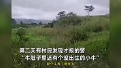 老人养的怀孕母牛惨遭盗宰：价值2万，肚子里还有个没出生的小牛