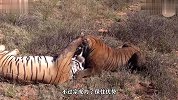 王者之间的战斗！两只老虎为领地大打出手，真是细节决定成败
