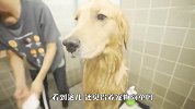 给宠物洗澡有多难？铲屎官斗智斗勇，场面笑爆了
