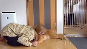 女主人对金毛又亲又抱，看到狗子的反应，眼泪差点笑出来了