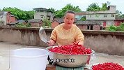几分钟学会四川泡菜“泡椒”的方法简单易懂，盐水还不容易坏