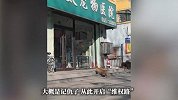 狗狗因打针记仇医生8年，每天早中晚准时上门“骂街”：吃饱多骂会儿，饿了就匆匆骂两声