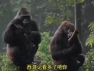 猩猩的媳妇也不好哄。果然每个人的另一半都是一样的
