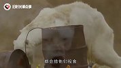 为何不能给即将饿死的北极熊投食，看完恍然大悟