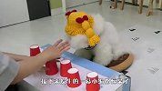 主人把骰子放纸杯里，狗子能猜对吗？场面笑爆了