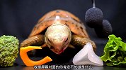 巨龟吃着五个小弟送的美味佳肴，心情美美哒