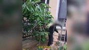 老太连续2天进别人家摘樱桃被抓还打人，一个动作让主人立马认怂