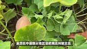 北瓜探秘-和冬瓜、西瓜、南瓜有何不同？