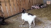 猪妈妈为了保护小猪，勇敢对山羊出手，结果山羊直接一头撞过去