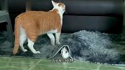 猫：可恶，明明有它的味道，到底在哪儿