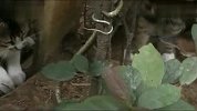 猫宝四姐弟戏蛇