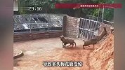 梅花鹿受惊“越狱”，跃过近三米高围栏，养殖户：鹿没事，就是房顶很“受伤”