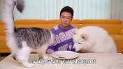 假装在猫和狗跟前吃东西，萨摩耶太傻了吧，看完笑翻了