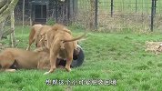 3只雄狮大作战！为了食物各显神通，秒变无头苍蝇的狮子欲哭无泪