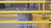 跨栏挑战赛！喵星人能成功通过吗？看完忍住别笑