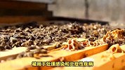 吃蜂胶可以抗癌？蜂胶真的很神奇？用文字告诉你“真相”
