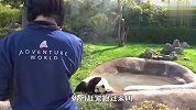 奶妈怎么都叫不醒熊猫，无奈使出杀手锏，接下来忍住别笑
