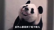 熊猫哼哼唧唧，叼着个“小肉球”到处找饲养员，饲养员-放着让我来