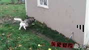 智障二哈打不过就往墙上飞，旁边的狗看的一脸懵逼
