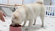 柴犬正吃着饭，铲屎官故意把饭盆拿走，接下来忍住别笑