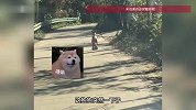 拄拐奶奶要走过乡村小道，狗狗提前“预判”挡路