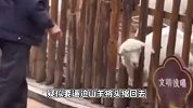 小羊把头伸出栅栏外，被穿制服大爷拿棍子打用脚踹？动物园回应
