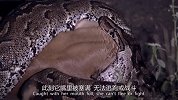 蟒蛇吞食速度太慢，遇鬣狗食物秒被抢，妥妥打工人