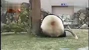 笨拙熊猫爬树失败 拿树枝出气