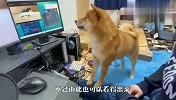 铲屎官养了只电子狗，柴犬慌了：大事不好，争宠的来了！