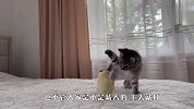 主人带回家一只小鸡仔，小奶猫看到后，反应太逗了