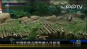 中国租借法国熊猫正式入住新家