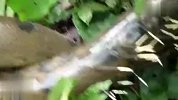 旅游-南非蟒蛇吞食豪猪之后 被刺穿内脏死亡