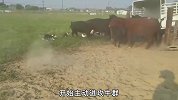 这牛脾气真倔强！3只边牧为了将牛群赶进车厢，真是费尽心思