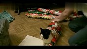 创意生活-20131223-无限创意：教你如何把猫咪打扮成圣诞礼物-生活20131223