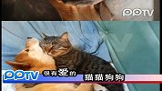 很有爱的猫猫狗狗
