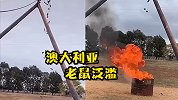 泛滥成灾！澳大利亚一农民在谷物传送机下放火桶，将老鼠赶入烧死