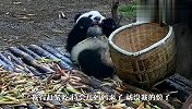 大熊猫宝宝躲在角落吃独食，不料被妈妈抓个正着，结局笑翻了