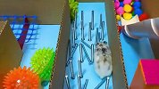 仓鼠挑战彩虹迷宫，学习障碍课程，它能顺利通过吗？