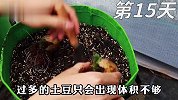 看完后才知道在阳台种土豆这么简单，简单实用，初学者也能学会