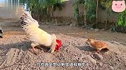 竹鸡见到公鸡，二话不说就要动手，但公鸡根本不搭理它